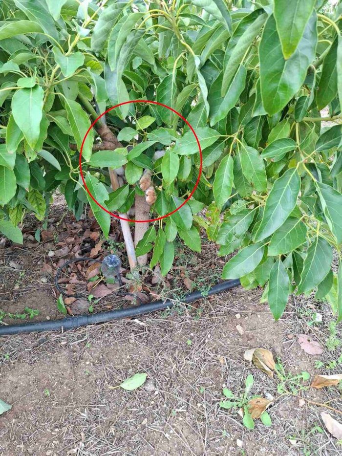 snapshot Paphos poaching chase involves forestry officials