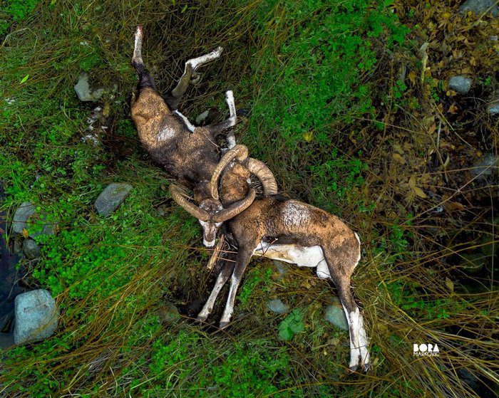 image Tiktoker shares tragic fate of two locked horns goats