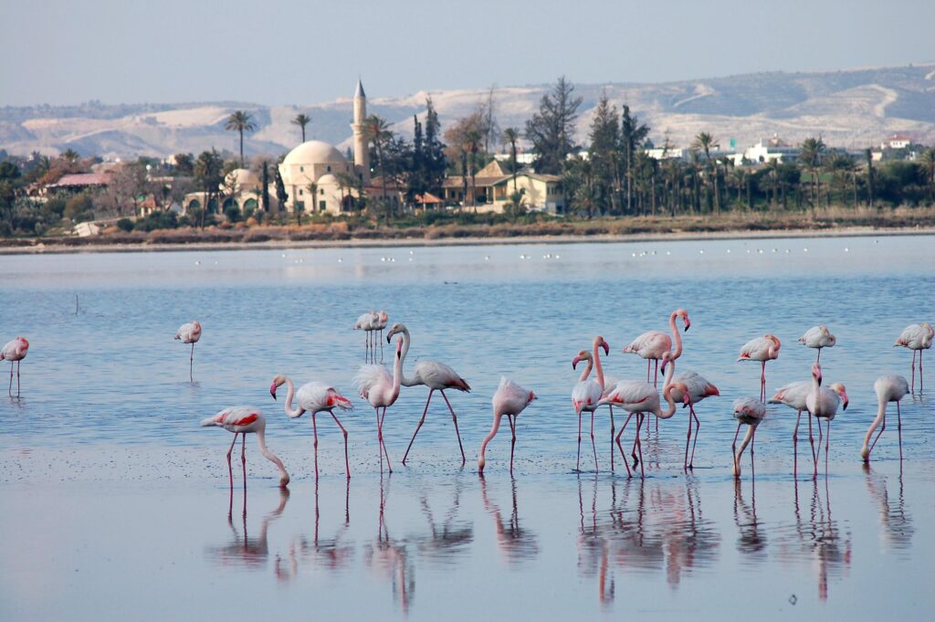 Experts+Warn+of+Declining+Flamingo+Numbers+in+Cyprus