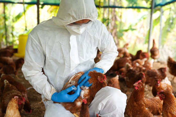 φωτό Κίνδυνος αναδυόμενης πανδημίας νέα ανησυχία για το H5N1 μετά από